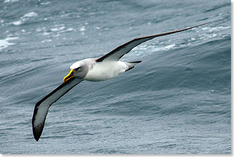 Der Albatros ist der Knig der Lfte.