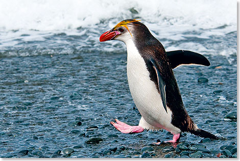 Ein Haubenpinguin.