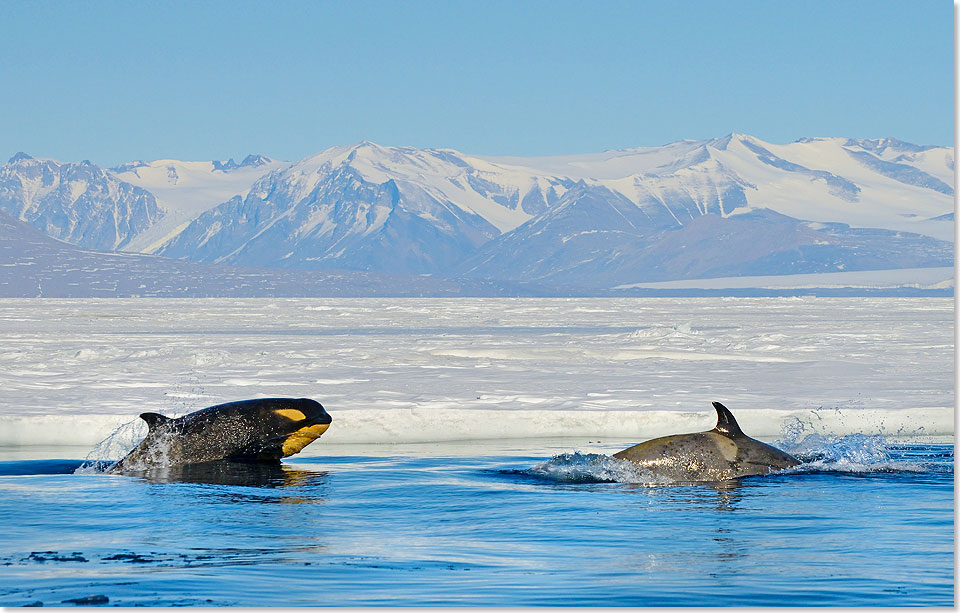 Orcas in der McMurdo-Bucht.