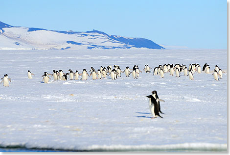 Pinguine an der Eiskante.