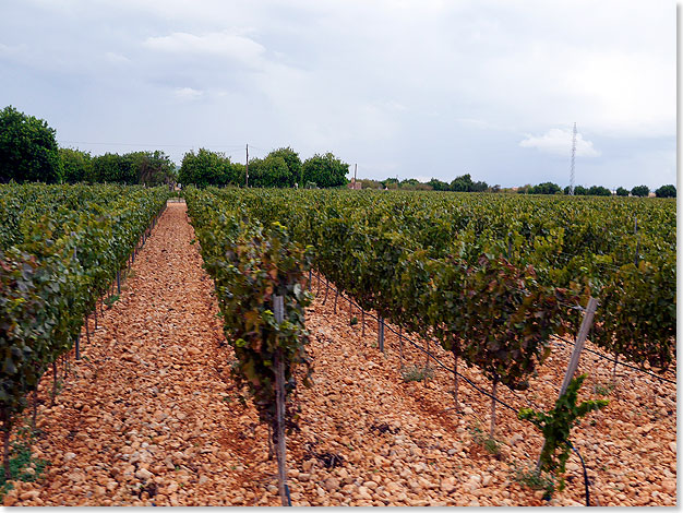 Dank der fast 300 Sonnenstunden jhrlich gedeiht der Wein auf Mallorca bestens.    