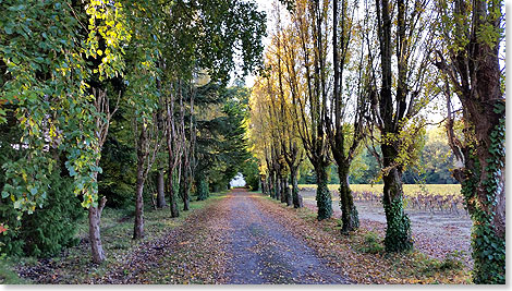 Zufahrt durch eine Allee zum Weingut Chteau de la Cassemichre.