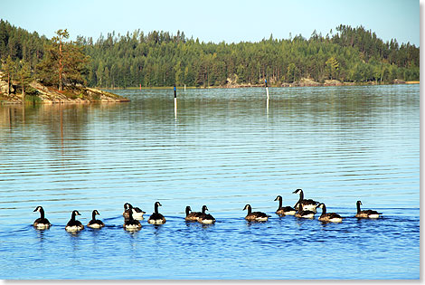 Kanada-Gnse bei der Parade im Fahrwasser.