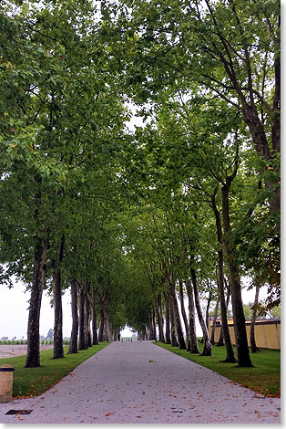 Stilvolle Allee-Zufahrt eines Weingutes im Mdoc.