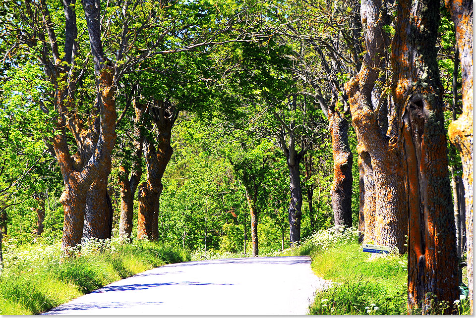 Idyllische Allee von Kappelshamn nach Hallshuk im Nordosten Gotlands.