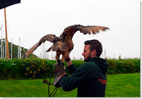 Auch ein Uhu fliegt in der Vogelschau am Schloss.