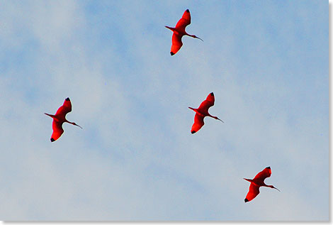 Star aller Sumpfbewohner ist der Rote Ibis  wegen seiner  intensiven Frbung und des krummen Schnabels auch Scharlachsichler genannt. 