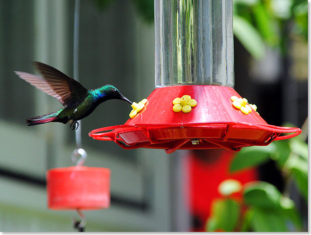Ein Muss fr alle Vogelliebhaber, die Trinidad besuchen, ist der Kolibri-Gartens Yerette von Dr. Theodore Ferguson nahe St. Joseph.