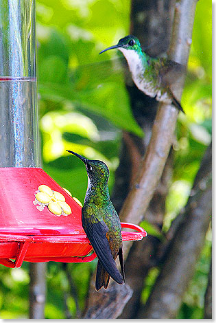 Tglich ber tausend Kolibris lockt der se Duft in Theos Vogelparadies.