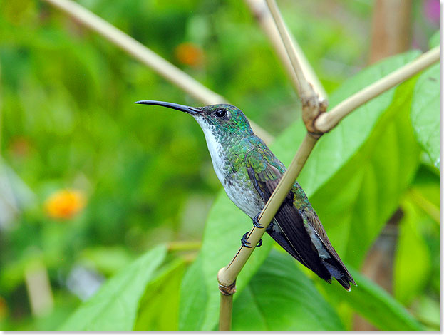 Insgesamt 17 Kolibriarten leben in dem Zweiinselstaat  die meisten davon auf Trinidad.