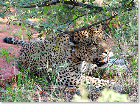 Ein satter Leopard verdaut seine Beute im Grokatzenschutzreservat Okonjima in Namibia