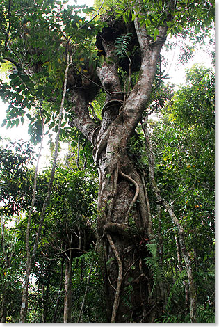 Cairns-Kuranda  Von Schling- und Klettergewchsen umklammerter Urwaldbaum.