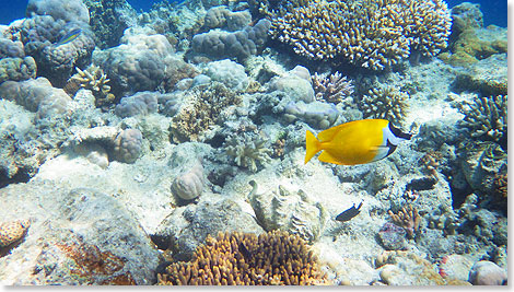  wie berall im Great Barrier Reef unzhlige Arten von Meeresbewohnern entdecken.