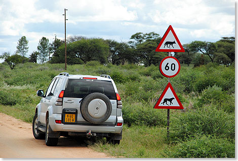 Verkehrszeichen, die Autofahrer vor Tieren warnen, sind auf Namibias Straen nichts Besonderes. Diese hier weisen darauf hin, dass unter Umstnden Schakale und Geparden unverhofft Anspruch auf die Vorfahrt erheben knnten.