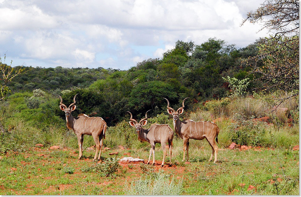 Eine Gruppe von Kudu-Antilopen unterbricht ihre Grasmahlzeit in der Savanne  und beobachtet uns uerst aufmerksam.