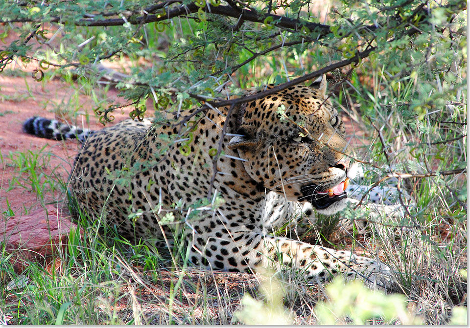Ein satter Leopard verdaut seine Beute an einem schattigen Pltzchen. Ungewhnlich nahe knnen Besucher des privaten Grokatzenschutzreservates Okonjima in Namibia kommen.