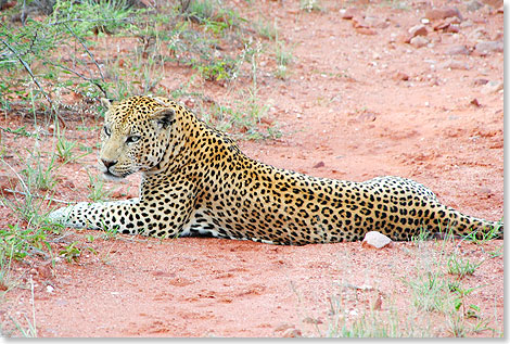 Mafana, ein zehnjhriger mnnlicher Leopard. Wie viele andere Grokatzen kam er als Jungtier, verletzt durch Schsse, nach Okonjima und wurde rztlich versorgt. Whrend die allermeisten Tiere schnell wieder ausgewildert werden, musste dieser in der Schutzzone bleiben. Er hatte sich zu sehr an die menschliche Nhe gewhnt.
