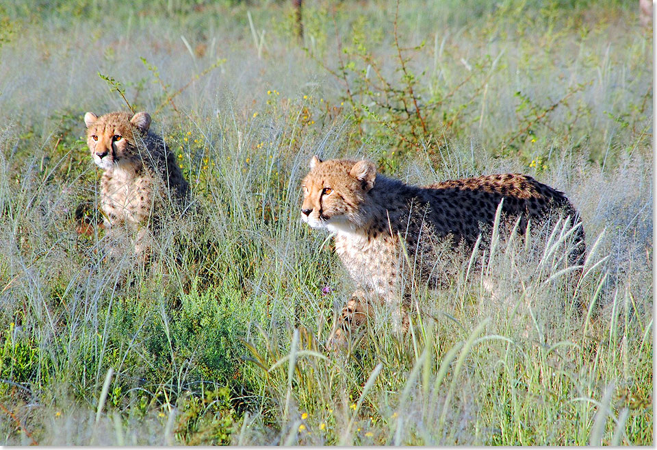  AfriCat-Kinderstube an diesem Morgen wieder in die Freiheit entlassen werden  zusammen mit ihren Jungen.