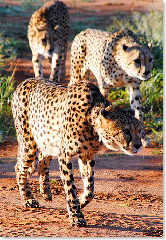 Dank AfriCat konnten seit 1993 in Okonjima 690 Geparden (drei davon im Bild), 378 Leoparden und zwlf Lwen gerettet werden.