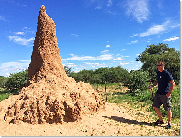 Obwohl die Hgel  oder besser Trme  von Termiten in vielen Gebieten Namibias zum normalen Landschaftsbild gehren, bringen uns diese Wunderwerke der Natur immer wieder neu zum Staunen.