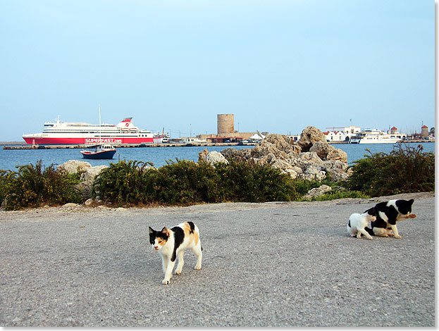 Die Katzen von Rhodos sind fester Bestandteil des Mandraki-Hafens; im Hintergrund die SUPERFAST XII.