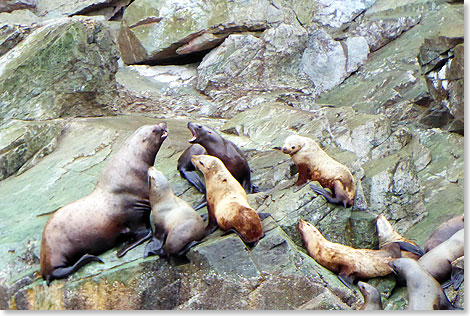 Haremsleben in aller ffentlichkeit. Seelwen knnen  anders als Seehunde  auch flache Felsen erklettern und hier ihre Macht und Herrlichkeit ffentlich prsentieren.