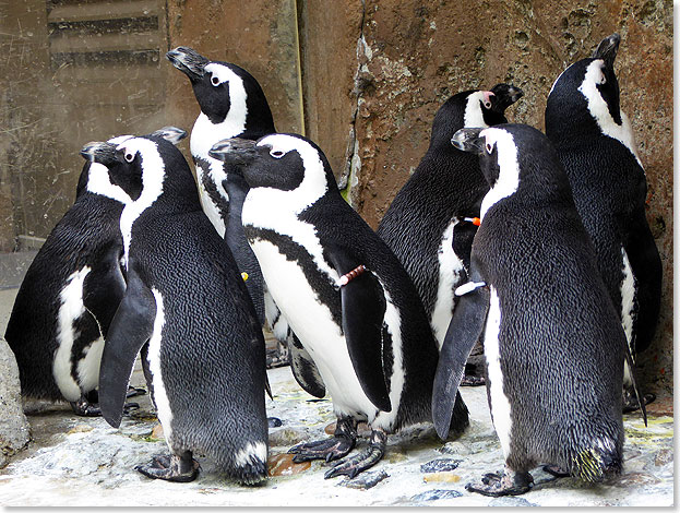 Dem Nordpol nher als dem Sdpol. Die nrdlichsten Pinguine der Welt leben nicht in Kapstadt, sondern in Vancouver in Kanada. Die putzigen Tiere fhlen sich hier offenbar sehr wohl. 