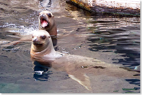Schreie, wem Geschrei gegeben. Seelöwen heischen um Aufmerksamkeit. Zur Zeit der Fütterung zeigen sie gern ihre Wasserkünste und ihr Schreivermögen.