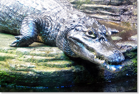 Leben aus Geduld. Er kann stundenlag unbeweglich liegen und macht dann plötzlich Beute. Auch ein Alligator aus dem Amazonas lebt im Aquarium von Vancouver.