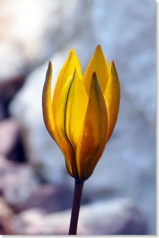 So soll die Urmutter aller Tulpen aussehen. Im Keukenhof zwischen Amsterdam und Den Haag wurde sie nachgezchtet. Aus der Urtulpe entwickelten Blumenfreunde im Laufe vieler Jahrhunderte 6000 Sorten.