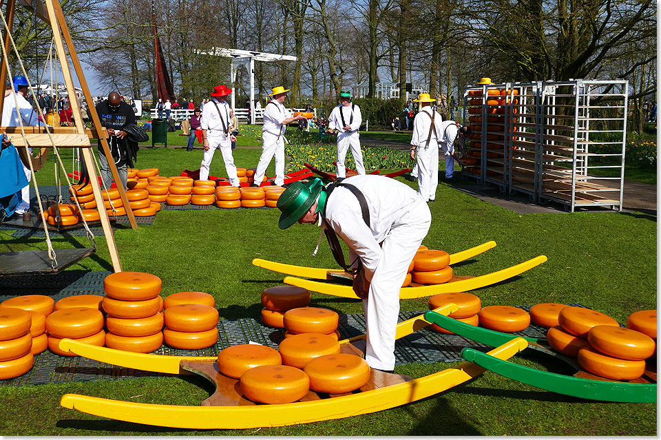 Eigentlich in Edam, Gouda und Alkmar zu Hause, an Wochenenden auch im Keukenhof ist ein Ksemarkt. Hollndischer Kse wird als groe Rder gehandelt, die nachgewogen werden mssen. Erst dann werden sie auf Tragen zum Kufer transportiert.