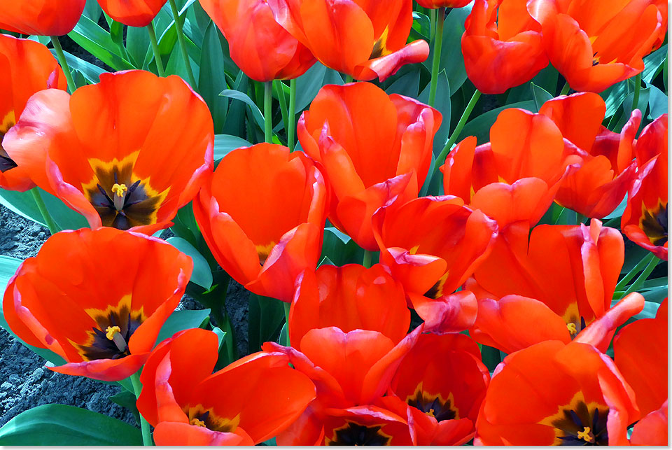 Narzissen und die Tulipan, die ziehen sich viel schner an, als Salomonis Seide heit es in einem alten Kirchenlied.