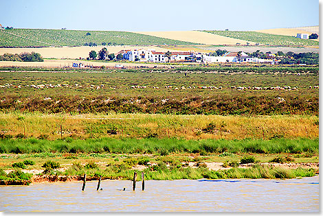 Landwirtschaft mit Schafzucht, Wein- und Getreidebau im Mndungsgebiet des Guadalquivir.