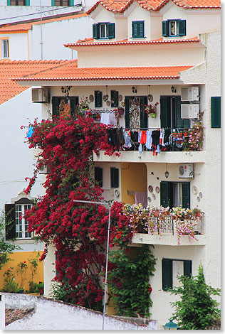 Ein prachtvoll beranktes Haus in Alcoutim.