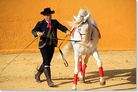 Ein Reiter fhrt sein dressiertes Pferd vor.