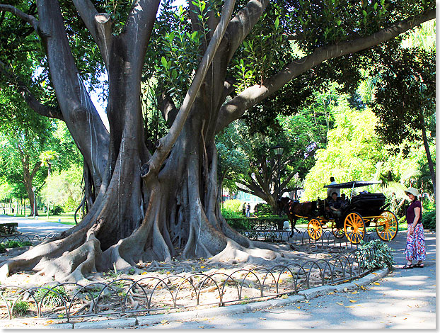 Ein gewaltiger Gummibaum im Parque de Maria Luisa in Sevilla.