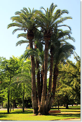 Malerisches Knigspalmen-Ensemble im Parque de Maria Luisa in Sevilla.