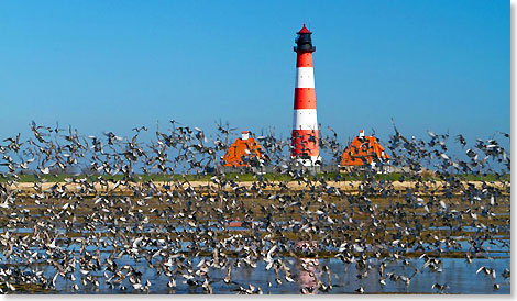 Riesige Vogelschwrme nutzen im Herbst die Kste und das Wattenmeer der Nordsee, um Krfte fr ihren Flug in den Sden zu sammeln.