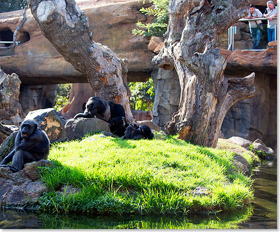 Der affige Bereich im Bioparc in Valencia.