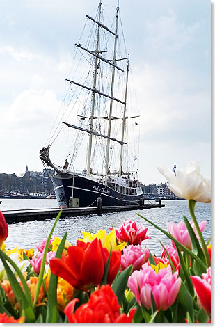 Tulpen im Amsterdamer Hafen mit Grosegler PEDRO DONCKER im Hintergrund.