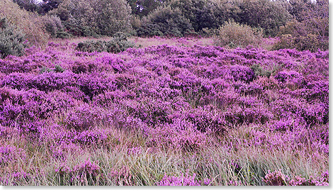 Blhende Heide ...