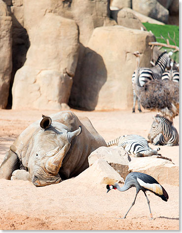 Nashorn u. a. liegen im Bioparc in Valencia in der Sonne. 