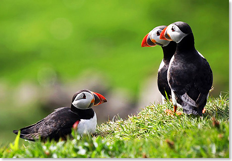 Papageientaucher, auch Puffins genannt, trifft man zahlreich an auf den Frer.