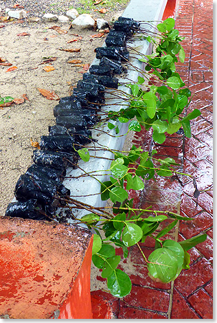 Aufgrund von Unwettern knnen nicht alle gelieferten Setzlinge unweit der Strandpromenade Puerto Platas eingepflanzt werden.