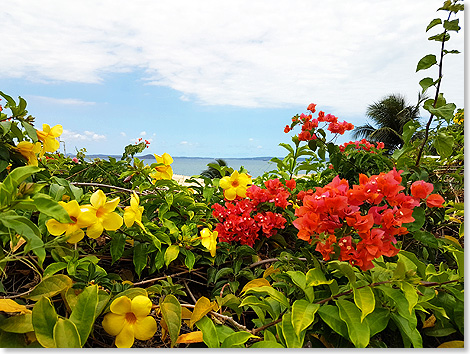 Antsiranana, Madagaskar: Blumenpracht an einer Grundstcksmauer.