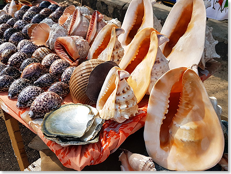 Muscheln sind beliebte Mitbringsel von Magagaskar.
