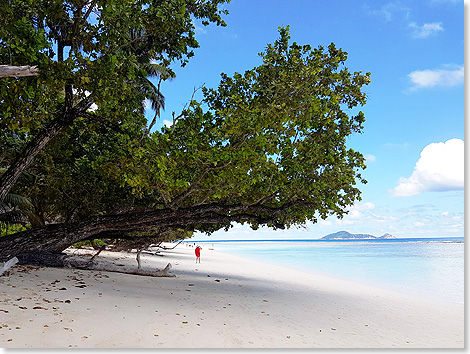 Silhouette Island: Die typischen berhngenden Bume am Strand.