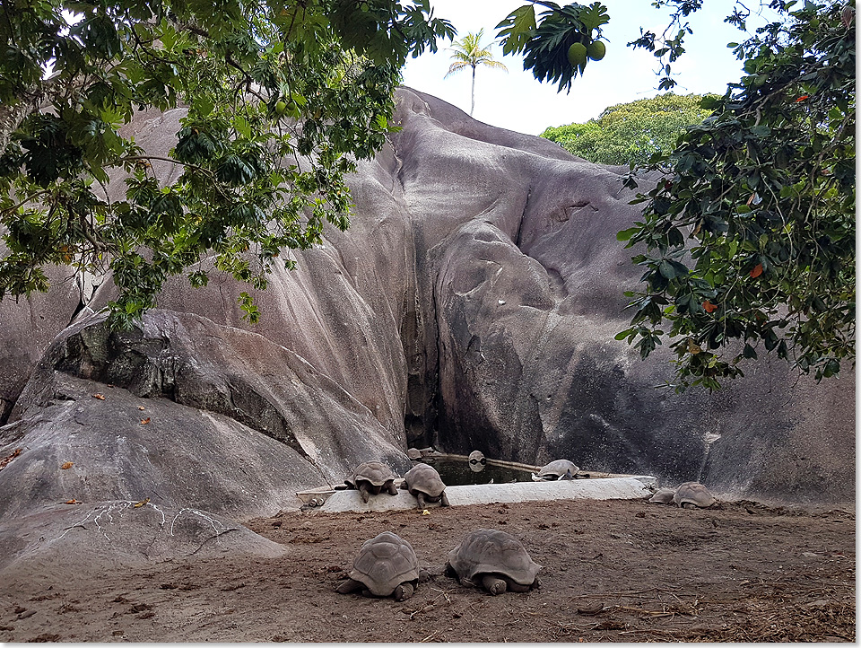 berraschung: Risenschildkrten beim Spaziergang auf La Digue.