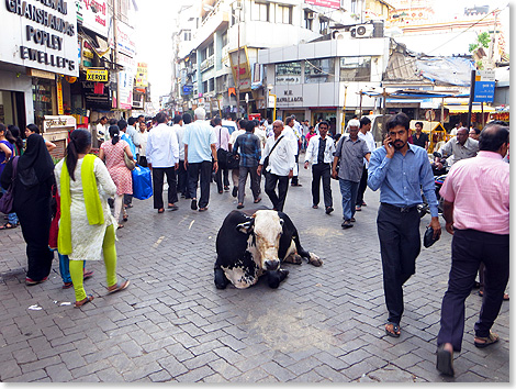 Heilige Kuh im Zentrum Mumbais.