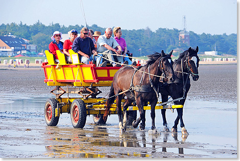 Hoch auf dem gelben Wagen geht es quer bers Watt und durch Priele von Cuxhaven auf die Insel Neuwerk.